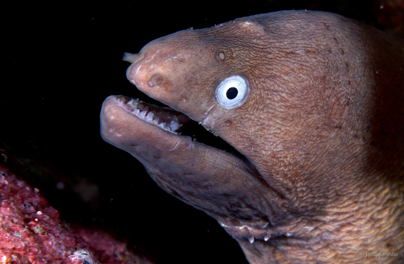 Birmanie - Mergui - 2018 - DSC02998 - White eyed moray - Murene a oeil blanc - Gymnothorax thyrsoideus.jpg